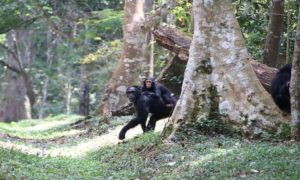 Read more about the article Chimpanzee trekking in Kyambura gorge Queen Elizabeth N.P