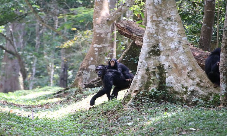 You are currently viewing Chimpanzee trekking in Kyambura gorge Queen Elizabeth N.P