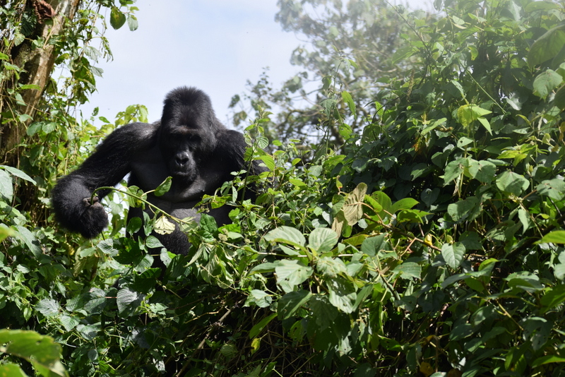 Kahuzi biega national park