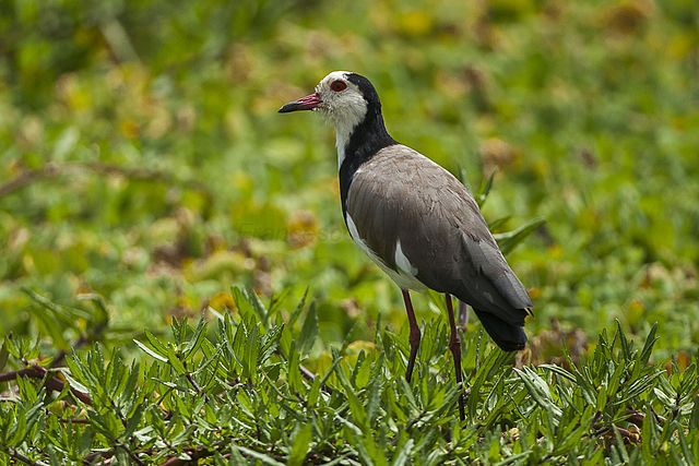 Amboseli National Park