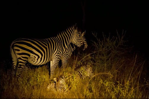 Where to do Night Game drives in Uganda