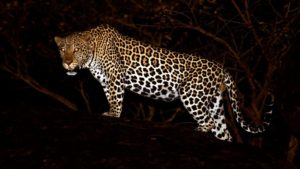 Read more about the article Where to do Night Game drives in Uganda