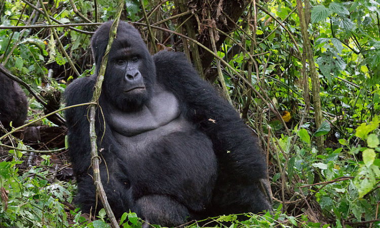 4 days Gorilla trekking & Mount Nyiragongo hike Congo safari from Kigali