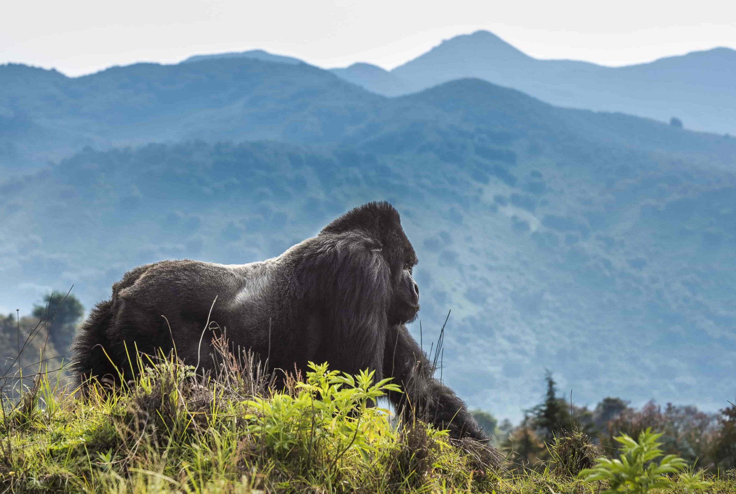 You are currently viewing Gorilla Trekking Frequetnly Asked Questions