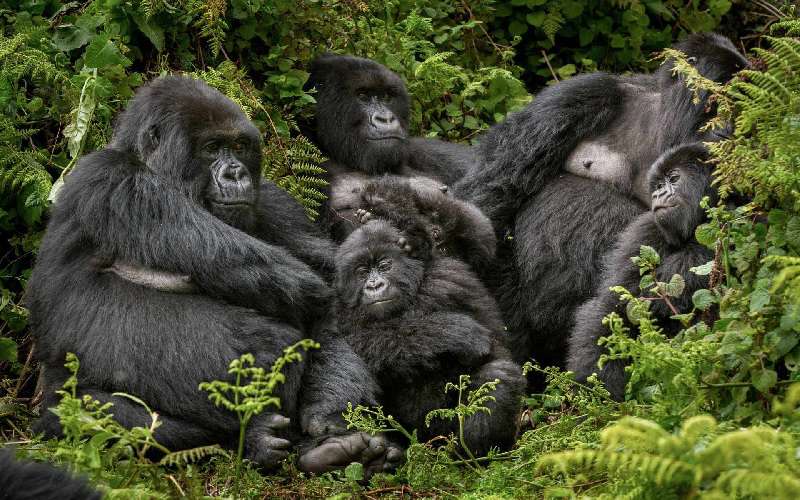 Gorilla Trekking Sectors in Bwindi National Park