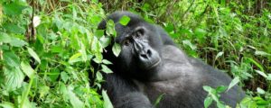 Read more about the article Gorilla Trekking Sectors in Bwindi National Park