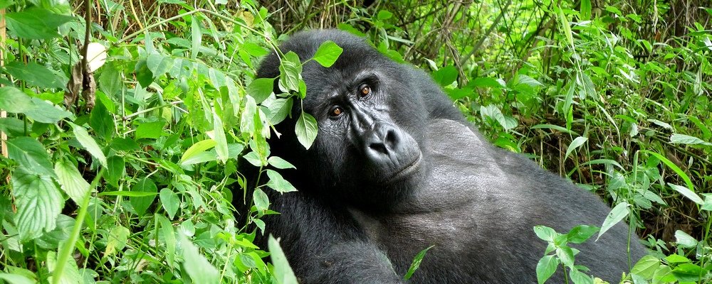 You are currently viewing Gorilla Trekking Sectors in Bwindi National Park