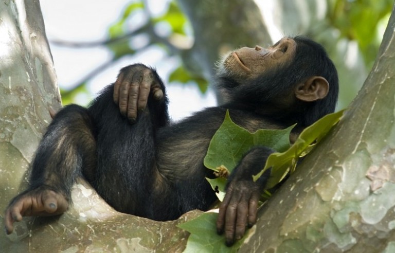 Chimpanzee trekking in Uganda 