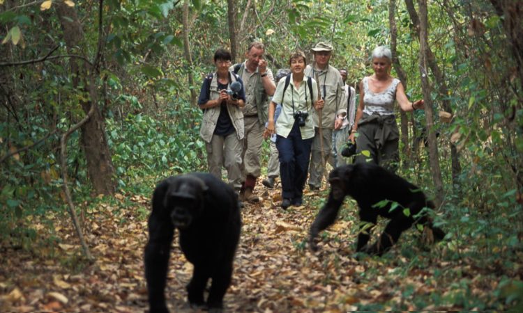 Chimpanzee trekking in Kyambura gorge