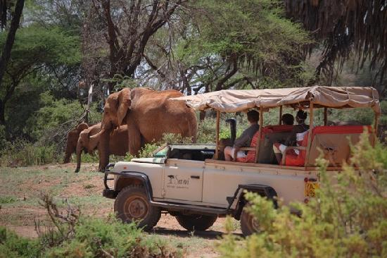 Samburu National Reserve 