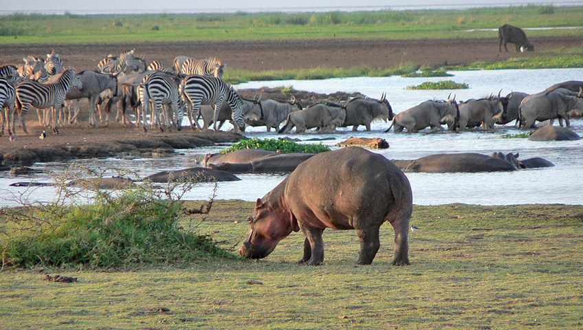 2 Days Lake Manyara and Ngorongoro Tanzania Safari