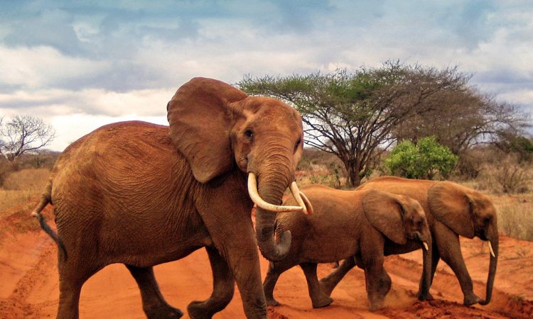 You are currently viewing Tsavo National Park