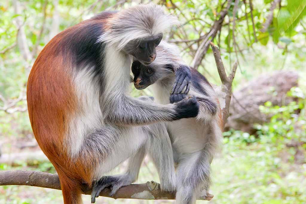 Primate Tracking Safaris Tours in Uganda