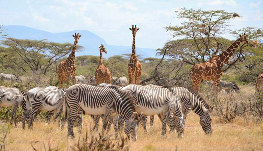 Samburu National Reserve 