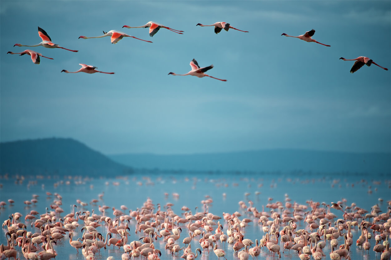 Lake Manyara National Park