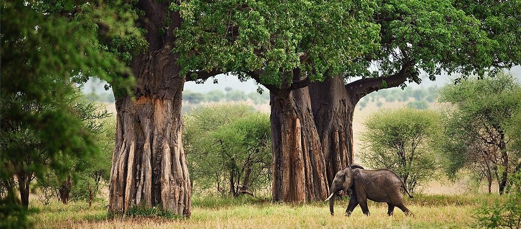 You are currently viewing Tarangire National Park