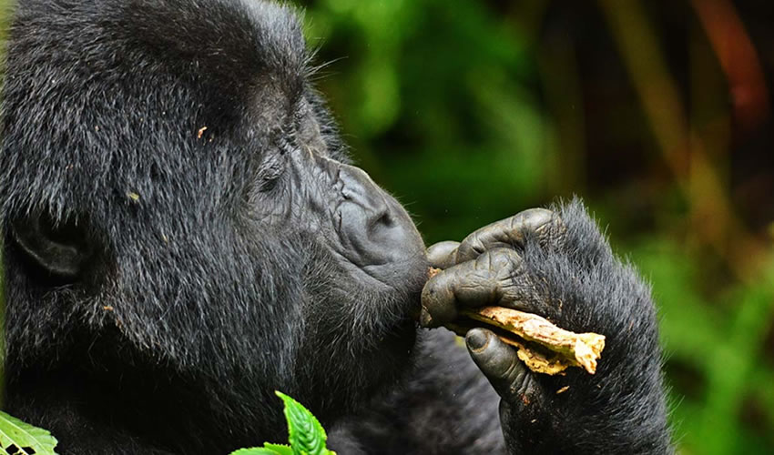 Gorilla Trekking in Africa