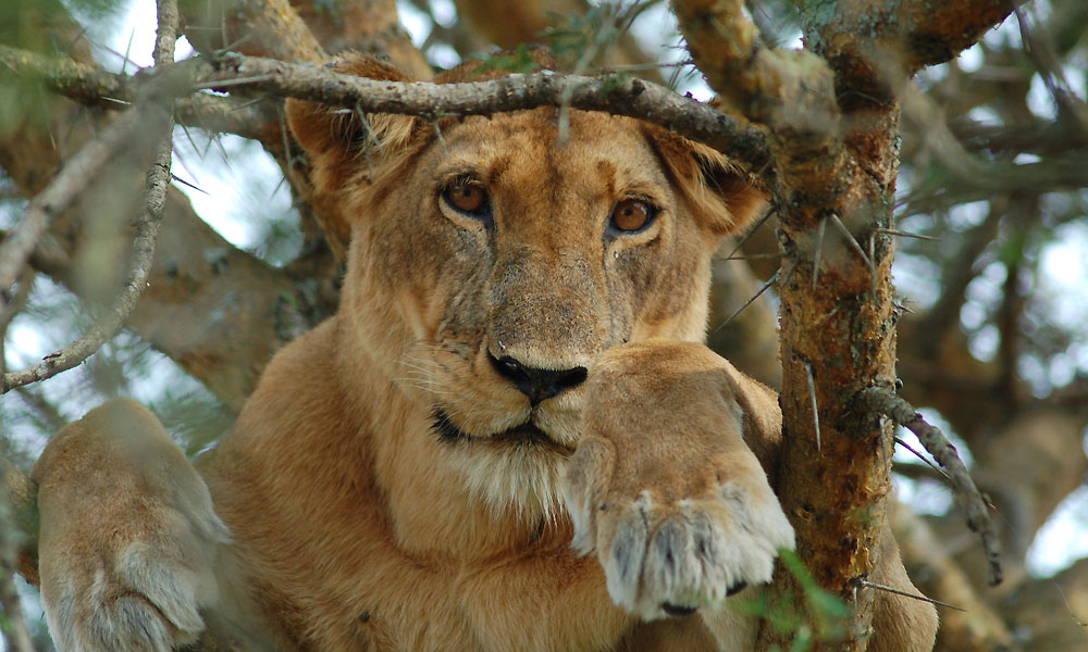 Lion tracking experience in Uganda