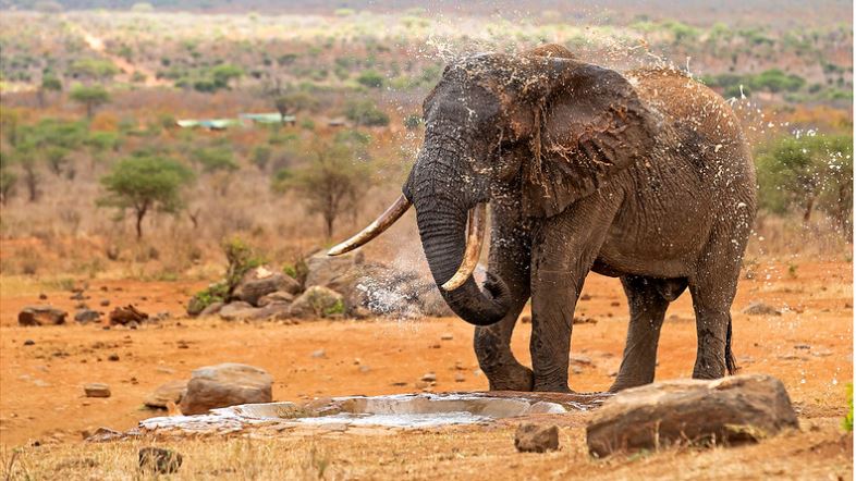 Tsavo National Park 