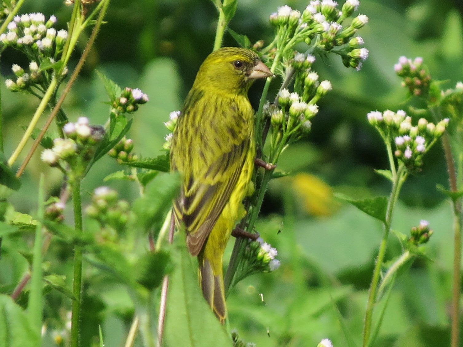 Uganda Birding Safaris