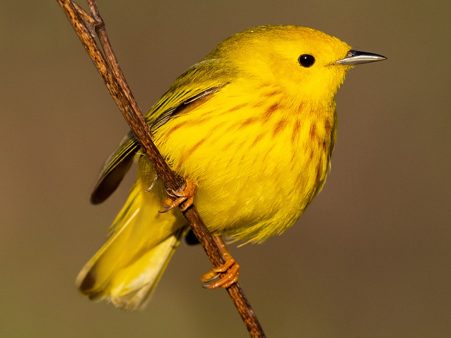 You are currently viewing Uganda Birding Safaris