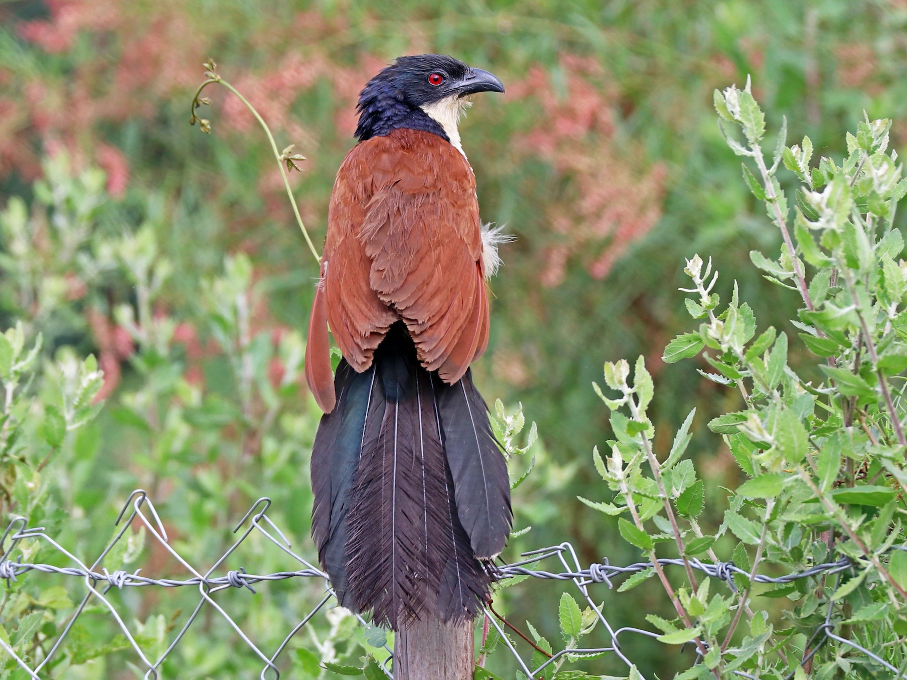 Things to do in Lake Mburo National park