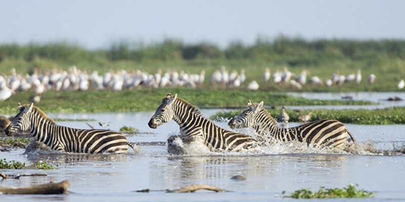 Read more about the article 2 Days Lake Manyara and Ngorongoro Tanzania Safari