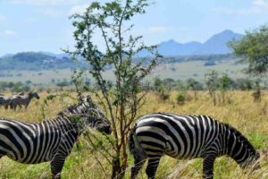 Read more about the article Attractions and Activities in Kidepo Valley national park