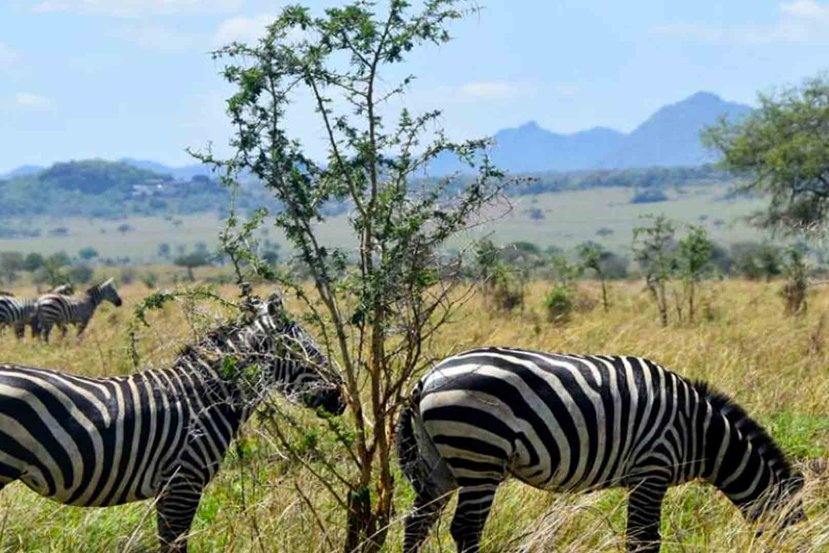 You are currently viewing Attractions and Activities in Kidepo Valley national park