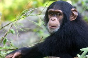 Read more about the article Facts About Chimpanzees