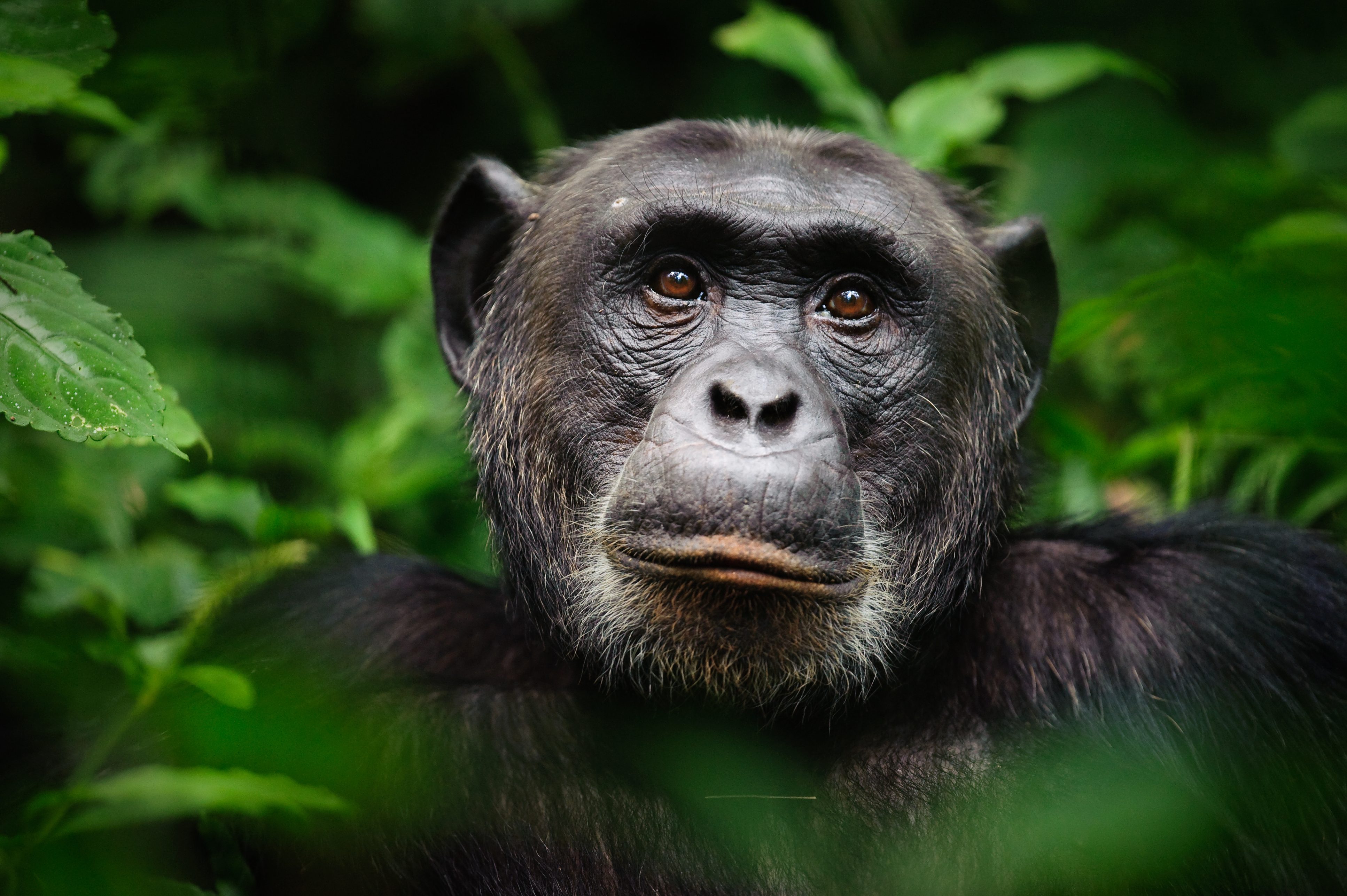 Facts About Chimpanzees