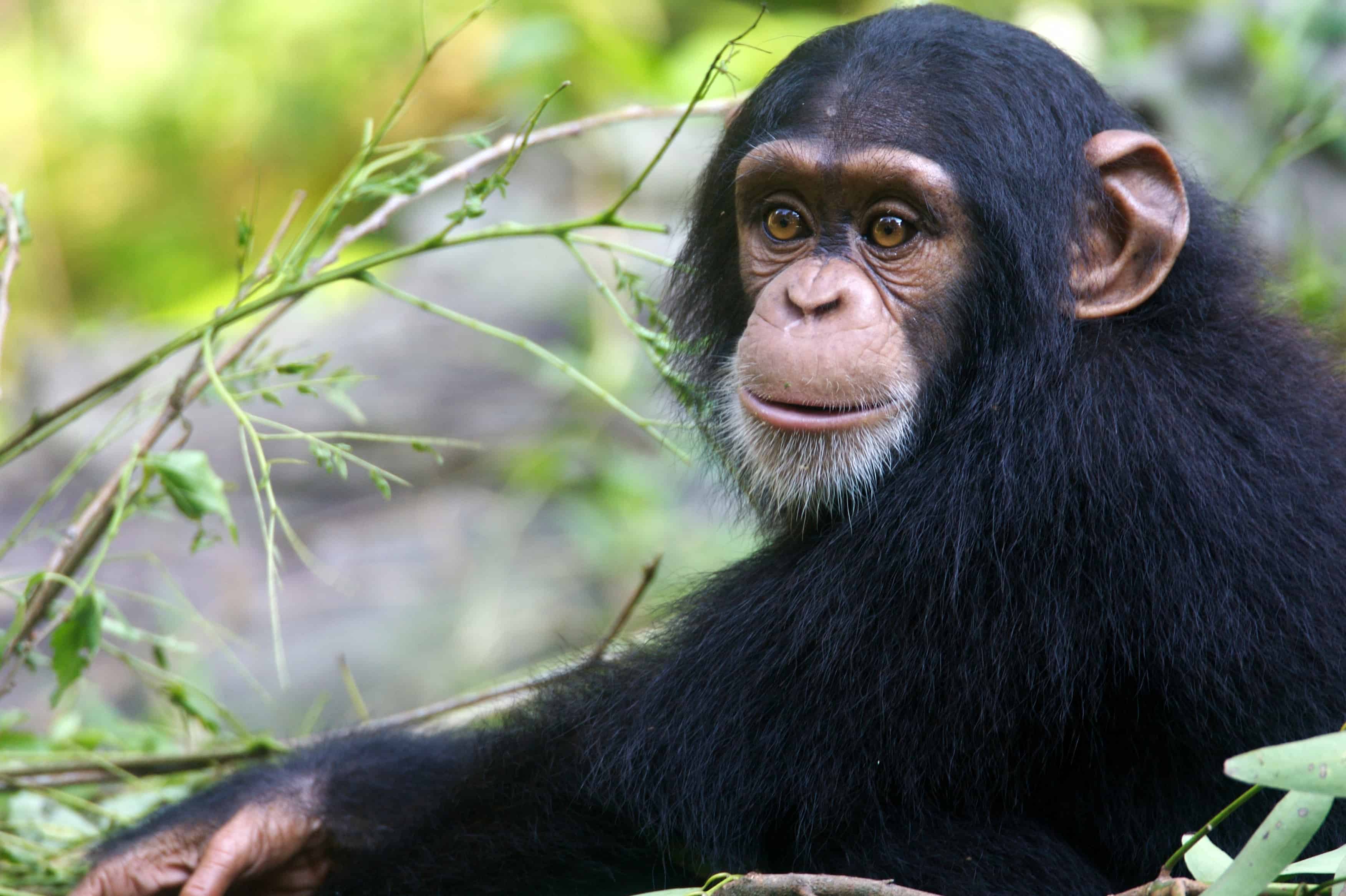 You are currently viewing Facts About Chimpanzees