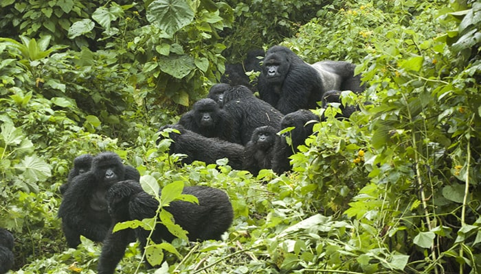 You are currently viewing Gorilla Trekking in Africa