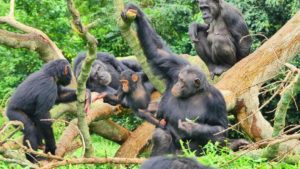 Read more about the article Chimpanzee trekking in Uganda