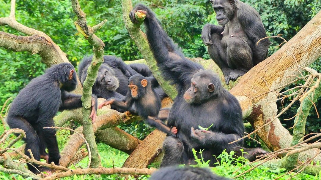 You are currently viewing Chimpanzee trekking in Uganda