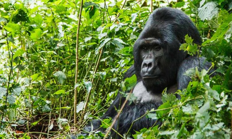 Bwindi impenetrable forest National park Gorilla Families