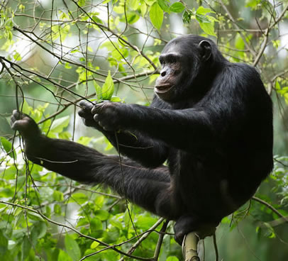 You are currently viewing 7 Days Rwanda wildlife Safari Tour