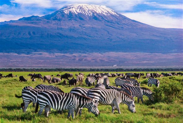 You are currently viewing 7 Days Kenya Safari tour