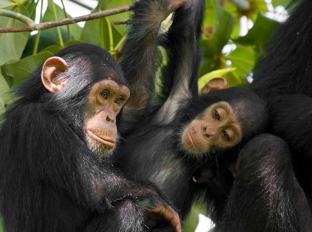 Chimpanzee trekking in Uganda 