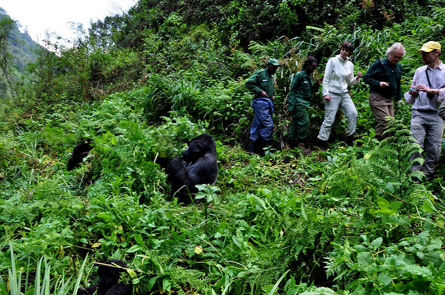 Read more about the article Activities to do in Bwindi National Park