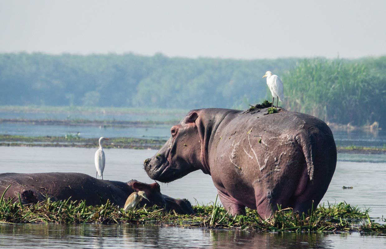 Boat cruise safari in Murchison Falls National Park