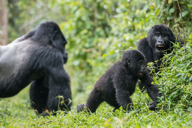 Read more about the article Bwindi impenetrable forest National park Gorilla Families