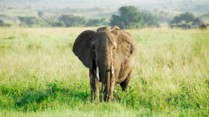 Read more about the article Best Time for Uganda Safaris