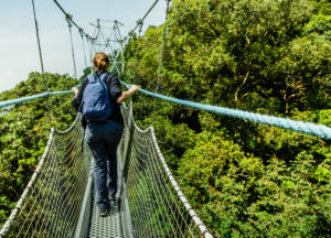 Read more about the article Nyungwe Forest National Park