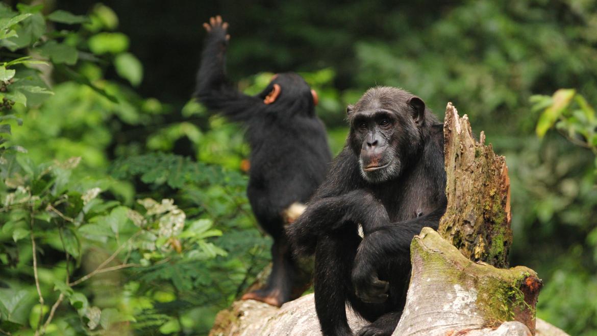 Read more about the article 3 Days Kibale Chimpanzee Trekking Safari Tour