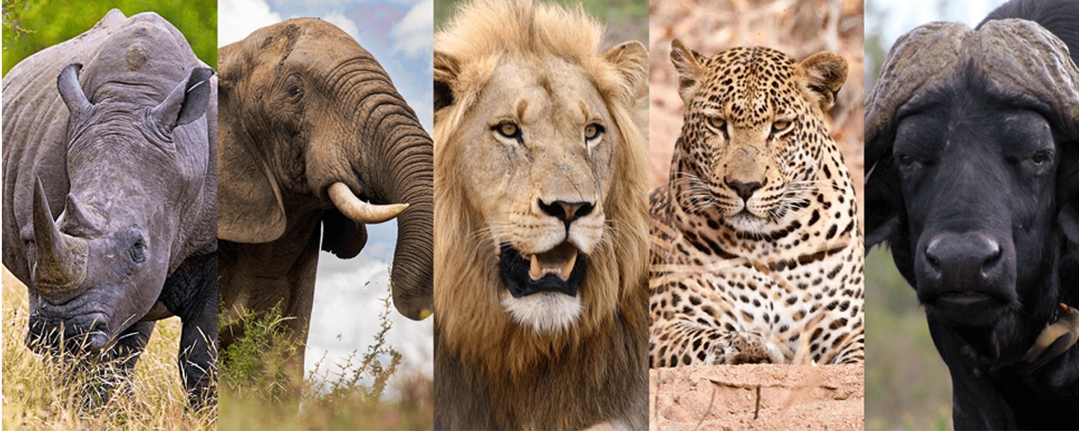 Read more about the article Uganda Big 5 Safaris