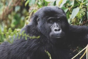 Gorilla Trekking In Africa