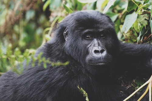 Read more about the article Gorilla Trekking In Africa.