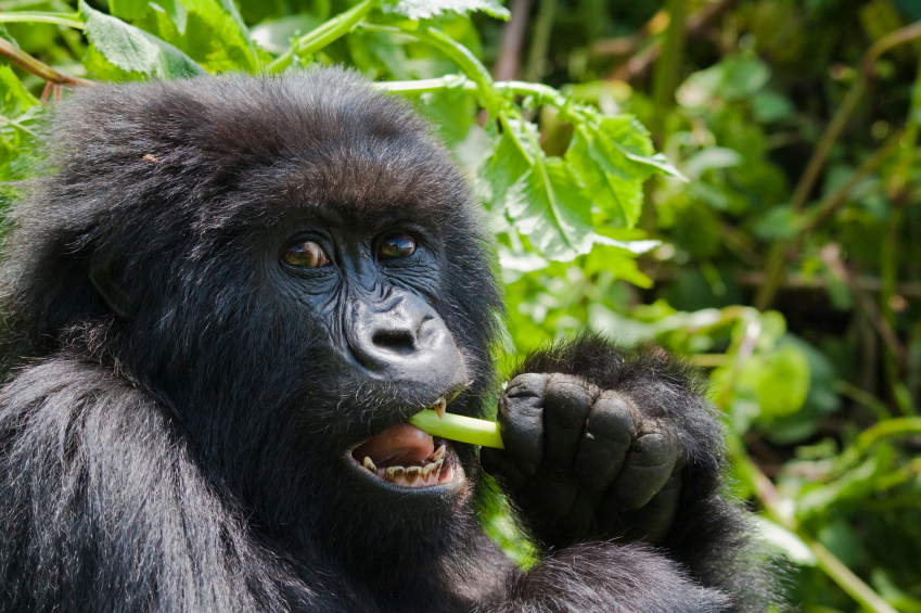 You are currently viewing Why spend only an hour with the mountain gorillas?