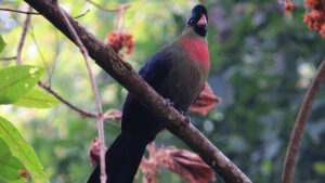 Read more about the article Top things to do in Mount Rwenzori National Park